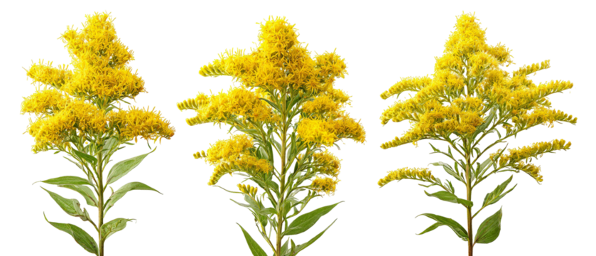Three vibrant yellow flowering plants arranged in a row against a transparent background, showcasing their lush foliage and intricate floral details, ideal for nature-themed projects
