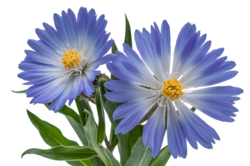 Two vibrant blue and white flowers with bright yellow centers, lush green foliage, isolated for botanical design isolated on transparent background