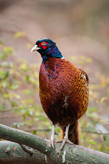 The common pheasant, ring-necked pheasant, or blue-headed pheasant, is a bird in the pheasant family. The genus name comes from Latin phasianus pheasant