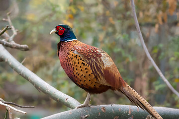 The common pheasant, ring-necked pheasant, or blue-headed pheasant, is a bird in the pheasant family. The genus name comes from Latin phasianus pheasant