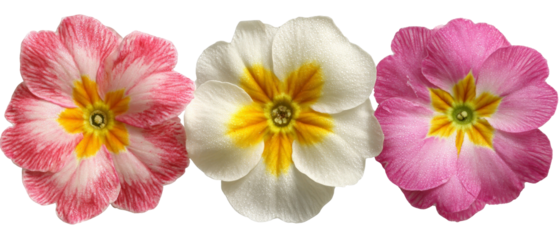 A vibrant trio of primrose flowers in pink, white, and red, showcasing their intricate petals and bright yellow centers against a clean background, perfect for nature-themed designs