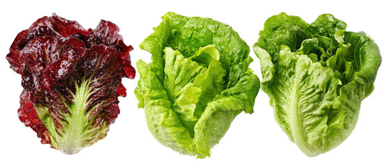 Freshly harvested varieties of lettuce displayed against a clean background, showcasing vibrant colors and textures, ideal for culinary use or healthy eating promotions