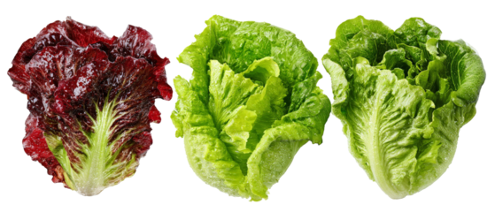 Freshly harvested varieties of lettuce displayed against a clean background, showcasing vibrant colors and textures, ideal for culinary use or healthy eating promotions