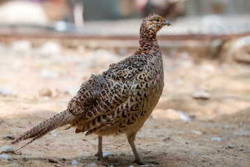 The common pheasant, ring-necked pheasant, or blue-headed pheasant, is a bird in the pheasant family. The genus name comes from Latin phasianus pheasant