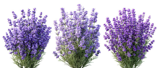 A vibrant display of lavender flowers in full bloom, showcasing various shades of purple, arranged artistically for a floral arrangement, set against a soft, neutral background