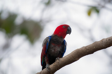 Eclectus is a genus of parrot, the Psittaciformes, which consists of four known extant species known as eclectus parrots and the extinct Eclectus infectus, the oceanic eclectus parrot.  © Tariq