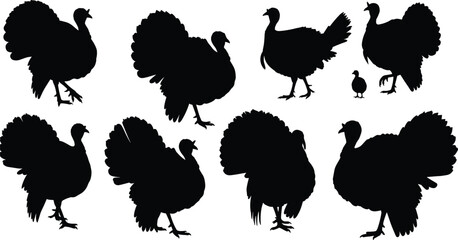 Turkey bird silhouette vector illustration showing multiple poses of wild and domestic turkeys, perfect for Thanksgiving, wildlife design, farming, and holiday decorations