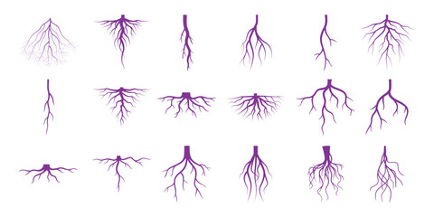 Collection of Purple Tree Root Illustrations on White Background © Hintsync