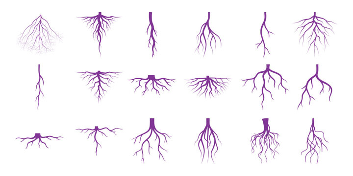 Collection of Purple Tree Root Illustrations on White Background