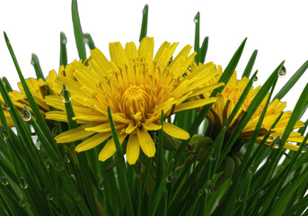 Fototapeta premium Extreme macro close-up of vibrant yellow dandelion, golden pollen, glistening dewdrops on emerald grass, dramatic backlighting, transparent, concept of nature's microcosm