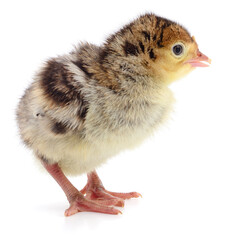 Turkey chick isolated on white background