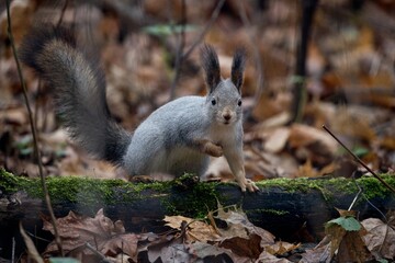 squirrel in the park