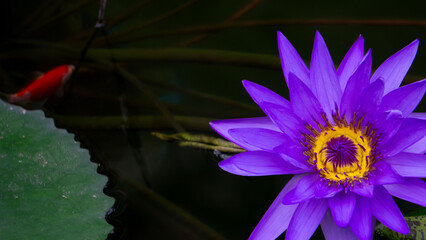 紫色の睡蓮と金魚（コピースペース）