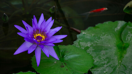 紫色の睡蓮と金魚（コピースペース）