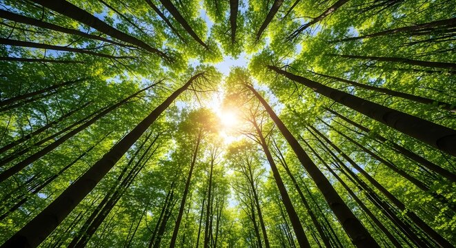 Low-angle view looking up at tall green forest trees with sun rays bursting through the dense leaves. Natural sunlight and summer canopy for environmental, park, or nature conservation concepts