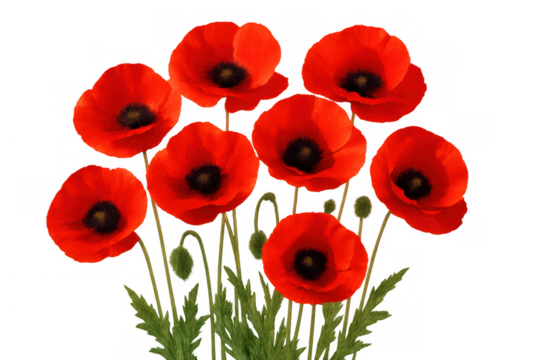 Red poppies growing with green stems and buds, signifying remembrance and nature, on transparent background