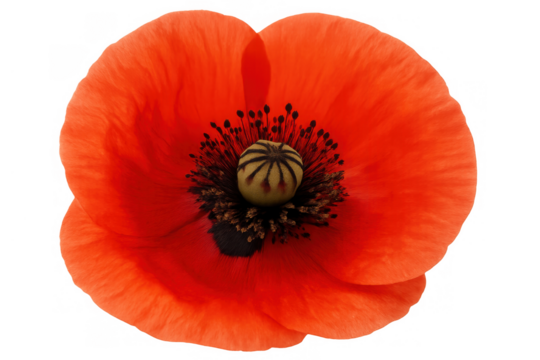 Red poppy close-up displaying its vibrant petals and distinct dark center. Transparent background allows for versatile use