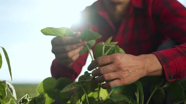 Farmer examines plant at sunset. Soybean field inspection by farmer. Farmer hands gently handle soybean leaves. Sunset highlights soybean cultivation. Farmer ensures healthy soybean growth at sunset.