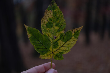 Hand holding autumn maple leaf in natural forest background