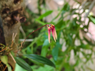 Macro of a small, exotic Bulbophyllum Orchid flower with pendulous yellow-tipped sepals and a red center, growing naturally on a tree or root in a tropical, humid environment.