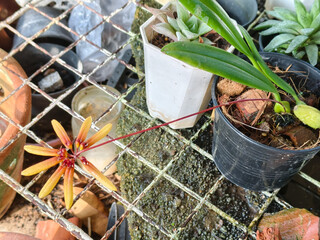 Star-shaped yellow-orange Bulbophyllum Orchid on a long red stem in a black nursery pot, isolated on white background. Tropical flowering epiphyte plant for gardening.