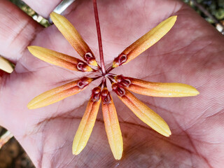 Star-shaped yellow-orange Bulbophyllum Orchid bloom held delicately on a human palm, showcasing its small, intricate size and texture. Exotic tropical flower for scale and close-up botanical study.