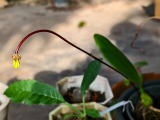 A single Bulbophyllum Orchid flower bud on a long, gracefully curved red stem with green leaves in a blurry, natural nursery background. Focus on the early stage of exotic flower growth.