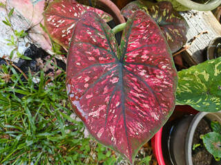 Close-up of a vibrant red and pink variegated Caladium leaf with dark green veins in a shaded tropical garden. Exotic Fancy-leaved foliage, perfect for landscape design articles.