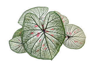 Striking Caladium 'White Christmas' Leaves Isolated on White Background. Fancy-leaved Heart of Jesus foliage with white, dark green, and pink variegation, perfect for botanical design.
