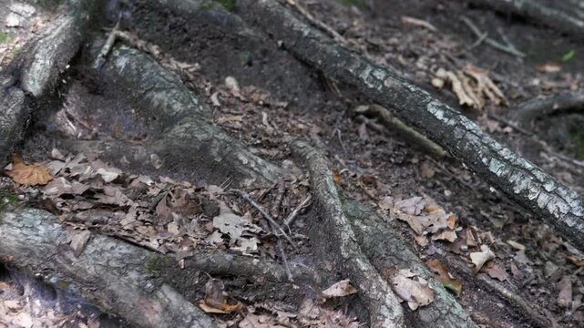 The texture of a perennial tree with deep, strong roots