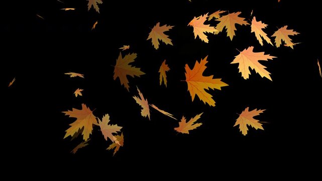 Flying autumn maple leaves falling on Isolated Leaf Overlay