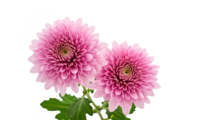 Vibrant Pink Chrysanthemum Flowers Isolated On Black