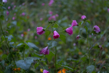 Wild Malva sylvestris flowers in summer meadow