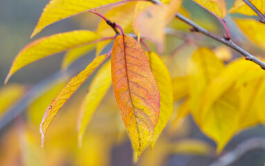 A leaf on a tree is yellow and has a brown spot