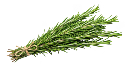 Fresh Rosemary Sprigs Bundle Tied With Twine On Black