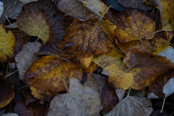 Close up of autumn leaves in yellow and brown shades