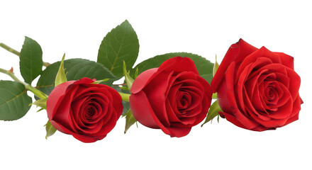 Naklejka premium Three Vibrant Red Roses Isolated On Black Background