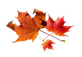 Obraz premium Two bright orange and red maple leaves with a small one isolated on transparent background