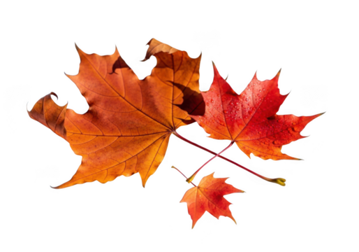 Two bright orange and red maple leaves with a small one isolated on transparent background