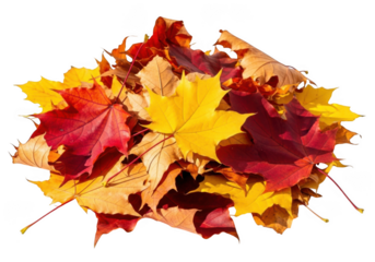 Pile of colorful autumn maple leaves in red, yellow, and orange isolated on transparent background