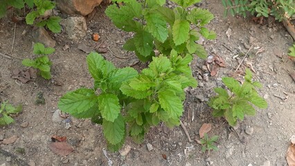 Keji Beling (Strobilanthes crispus) plant in the garden. Also known as Kecibeling. Used as a herbal medicine for diabetes.