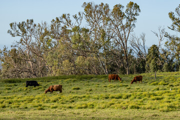cows in the pasture. Hawaii Route 377. Haleakalā Highway Cultural Landscape. Upcountry Maui. 