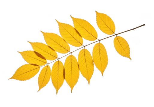 A branch with multiple bright yellow leaves in a diagonal arrangement isolated on transparent background