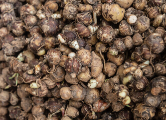 Top view of Kaempferia galanga rhizome