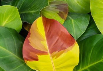 Philodendron leaf showing vibrant mix of colors highlights