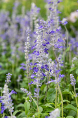 Closeup shot of a Victoria Blue Salvia farinacea flowers growing in the field
