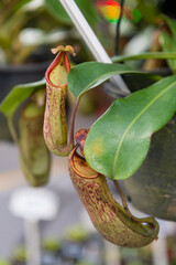 Close-up of tropical Pitcher plants (Nepenthes) hanging from a pot