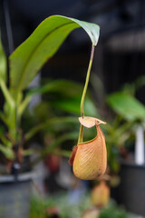 Close up of the pitchers of a common pitcher plant