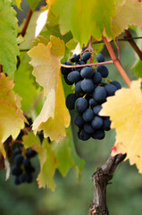 Dark Grapes Ripening on a Vine with Autumn Leaves