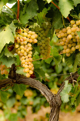 Clusters of Ripe White Grapes Hanging from a Vine in a Sunny Vineyard